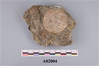 藏品(貨幣石(有孔蟲類))的圖片